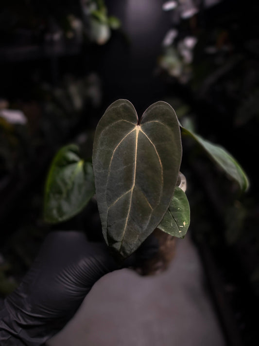 Anthurium (carlablackiae x dressleri) x carlablackiae
