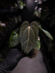 Anthurium (carlablackiae x dressleri) x carlablackiae