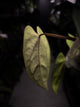 Anthurium (carlablackiae x dressleri) x carlablackiae