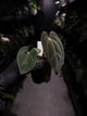 Anthurium (carlablackiae x dressleri) x carlablackiae