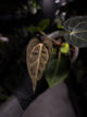 Anthurium (carlablackiae x dressleri) x carlablackiae