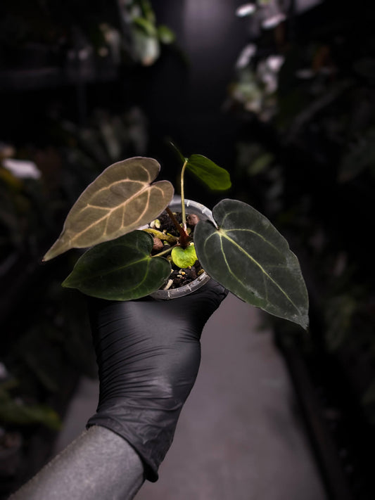 Anthurium (carlablackiae x dressleri) x carlablackiae