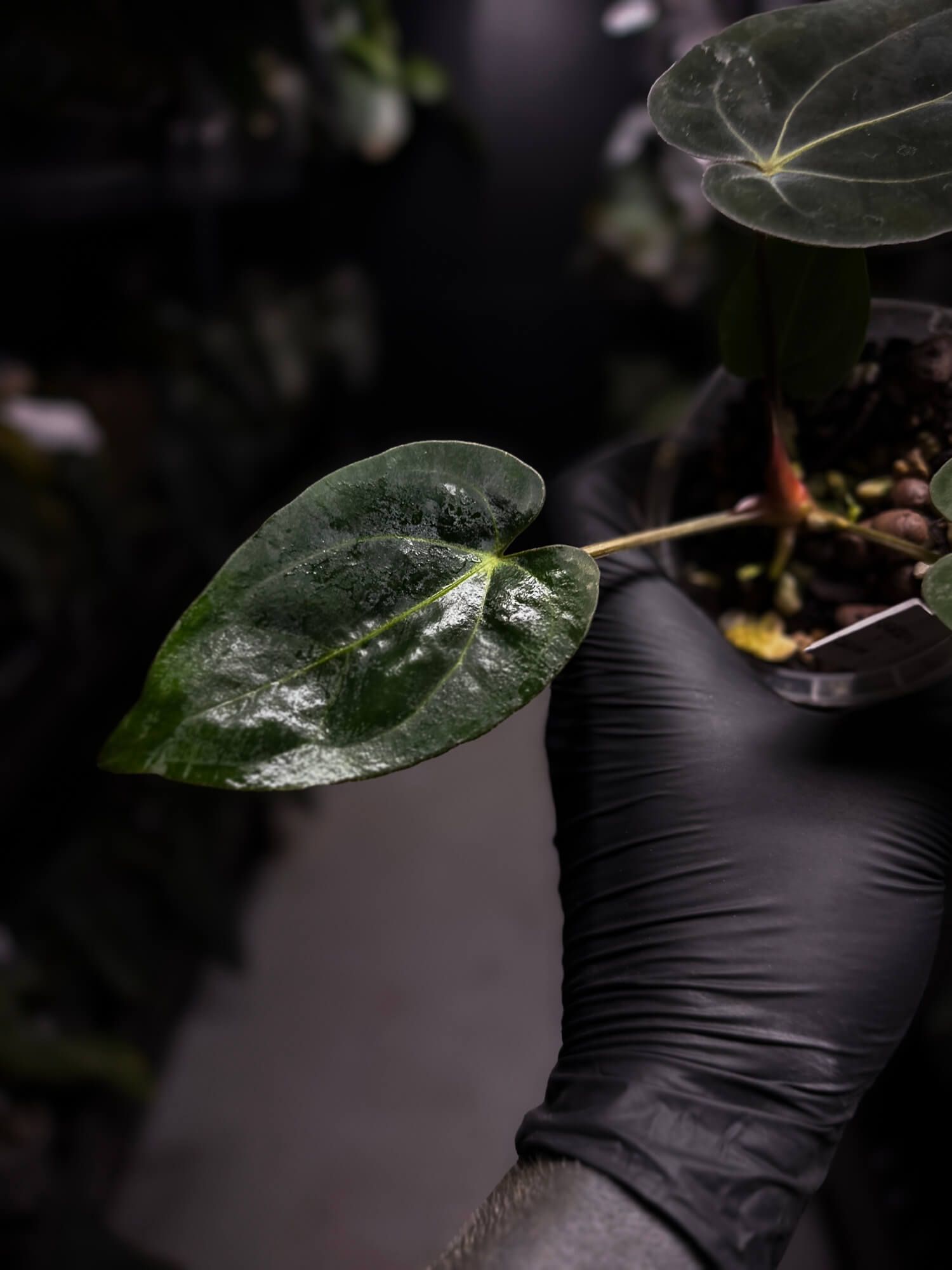 Anthurium (carlablackiae x dressleri) x carlablackiae