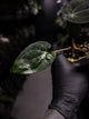 Anthurium (carlablackiae x dressleri) x carlablackiae