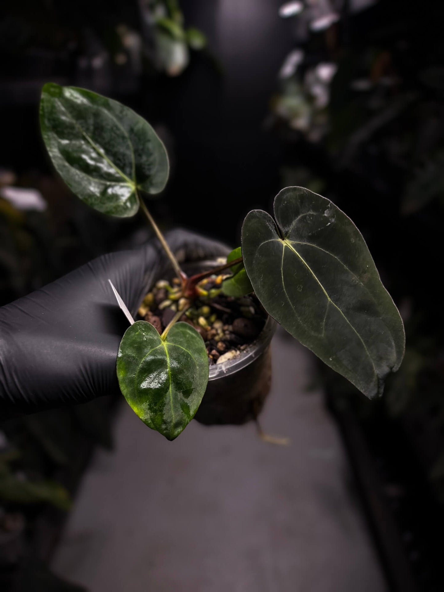 Anthurium (carlablackiae x dressleri) x carlablackiae