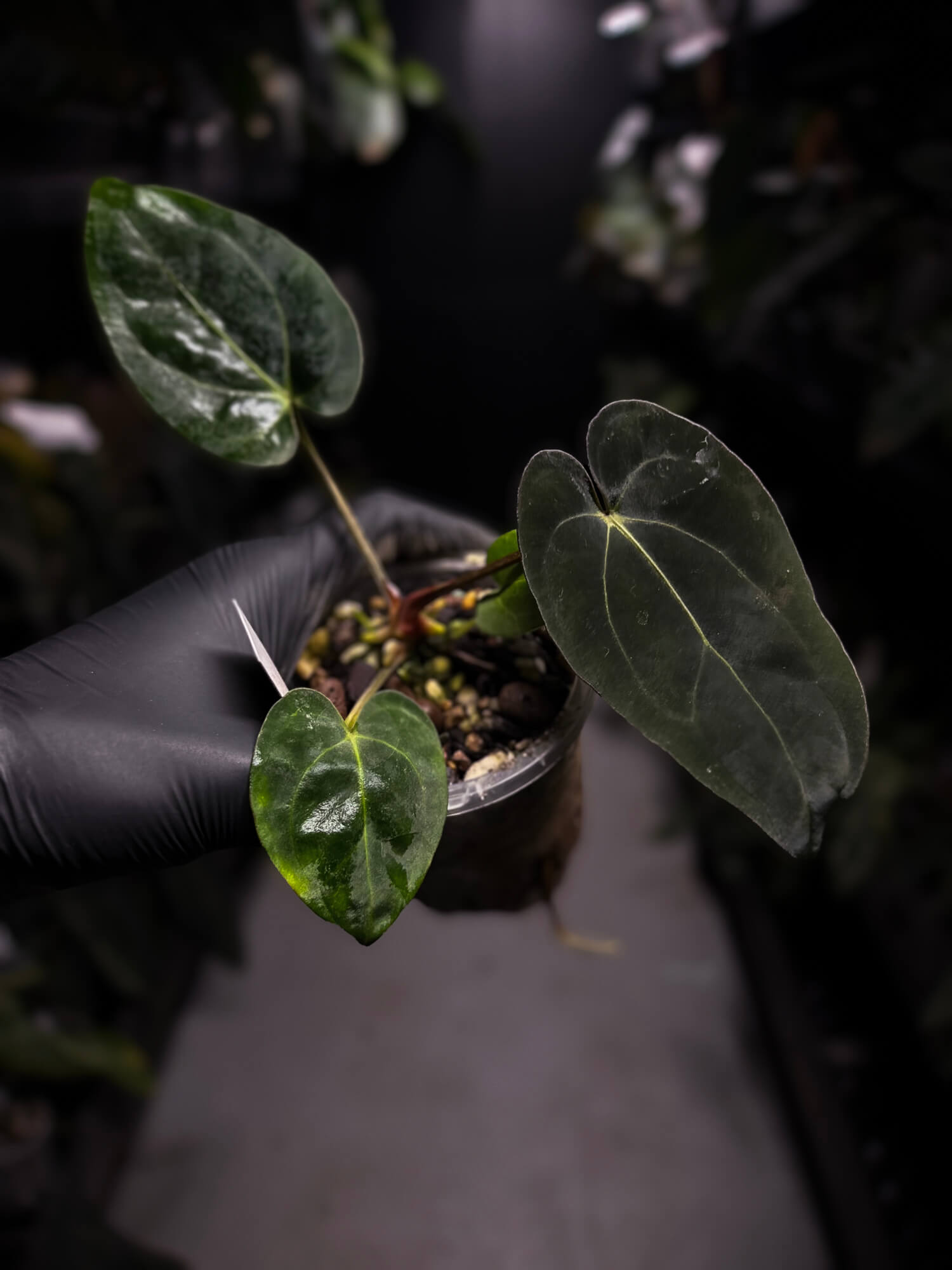 Anthurium (carlablackiae x dressleri) x carlablackiae