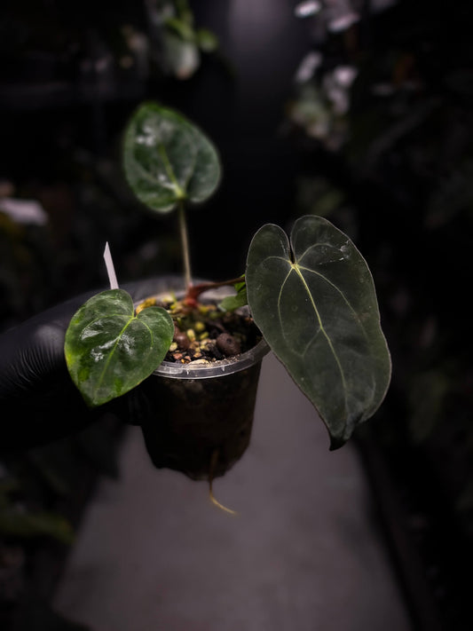 Anthurium (carlablackiae x dressleri) x carlablackiae