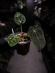 Anthurium (carlablackiae x dressleri) x carlablackiae