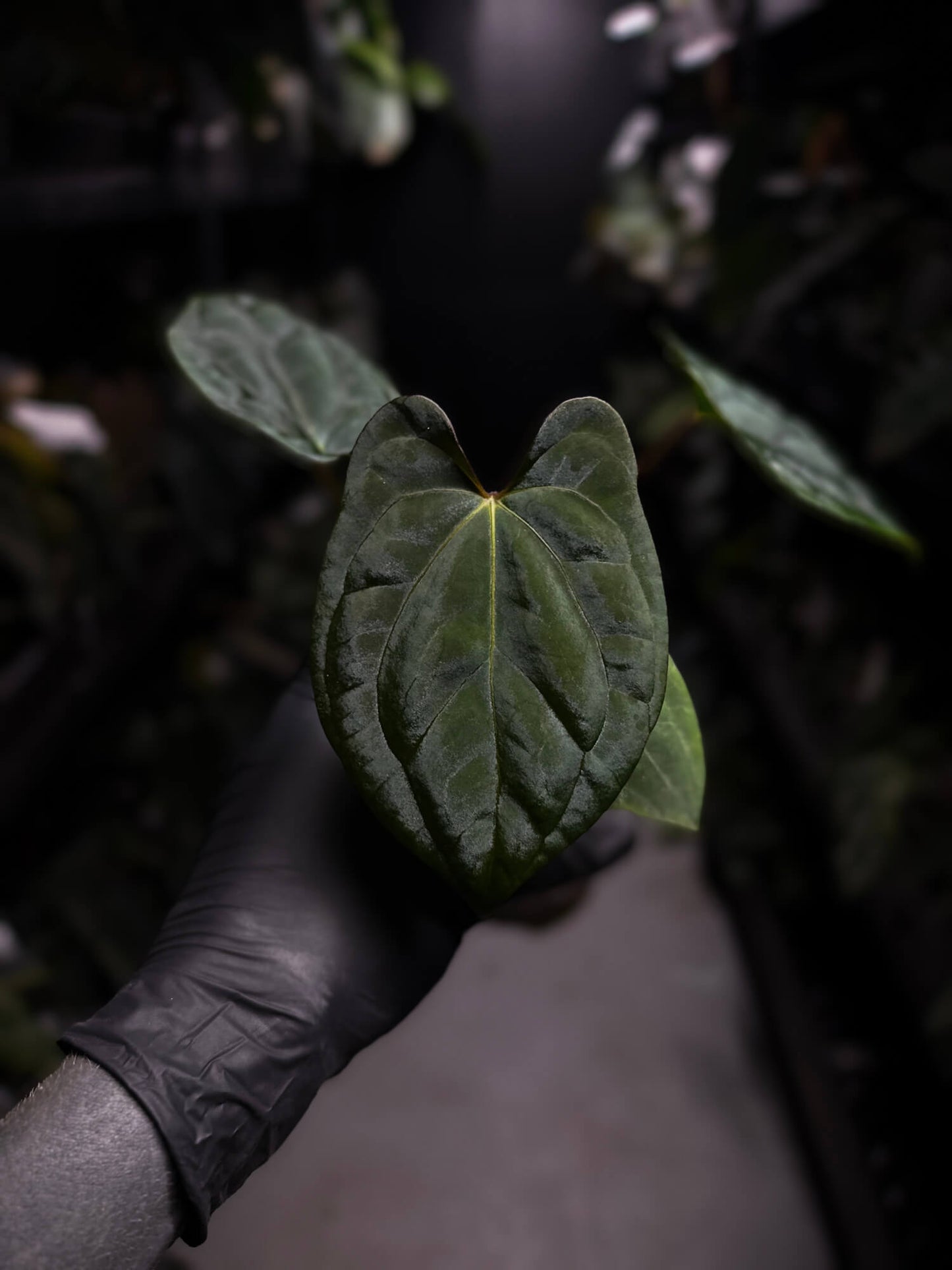 Anthurium 'Dark Phoenix' x 'RVDP'