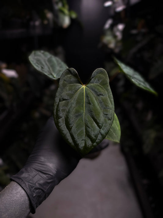 Anthurium 'Dark Phoenix' x 'RVDP'