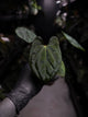 Anthurium 'Dark Phoenix' x 'RVDP'