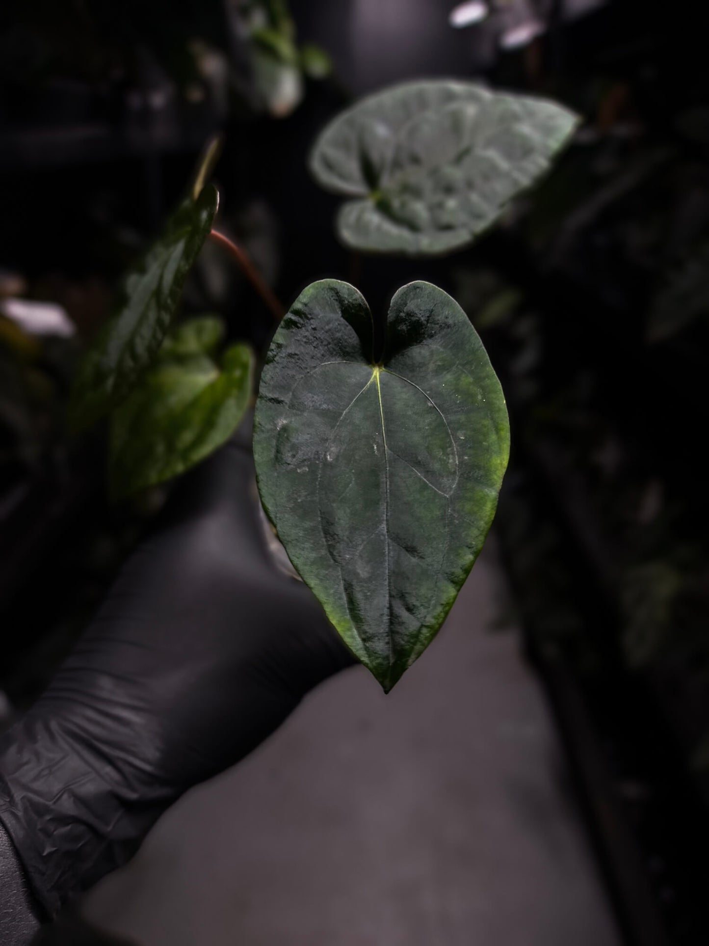 Anthurium 'Dark Phoenix' x 'RVDP'