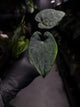 Anthurium 'Dark Phoenix' x 'RVDP'