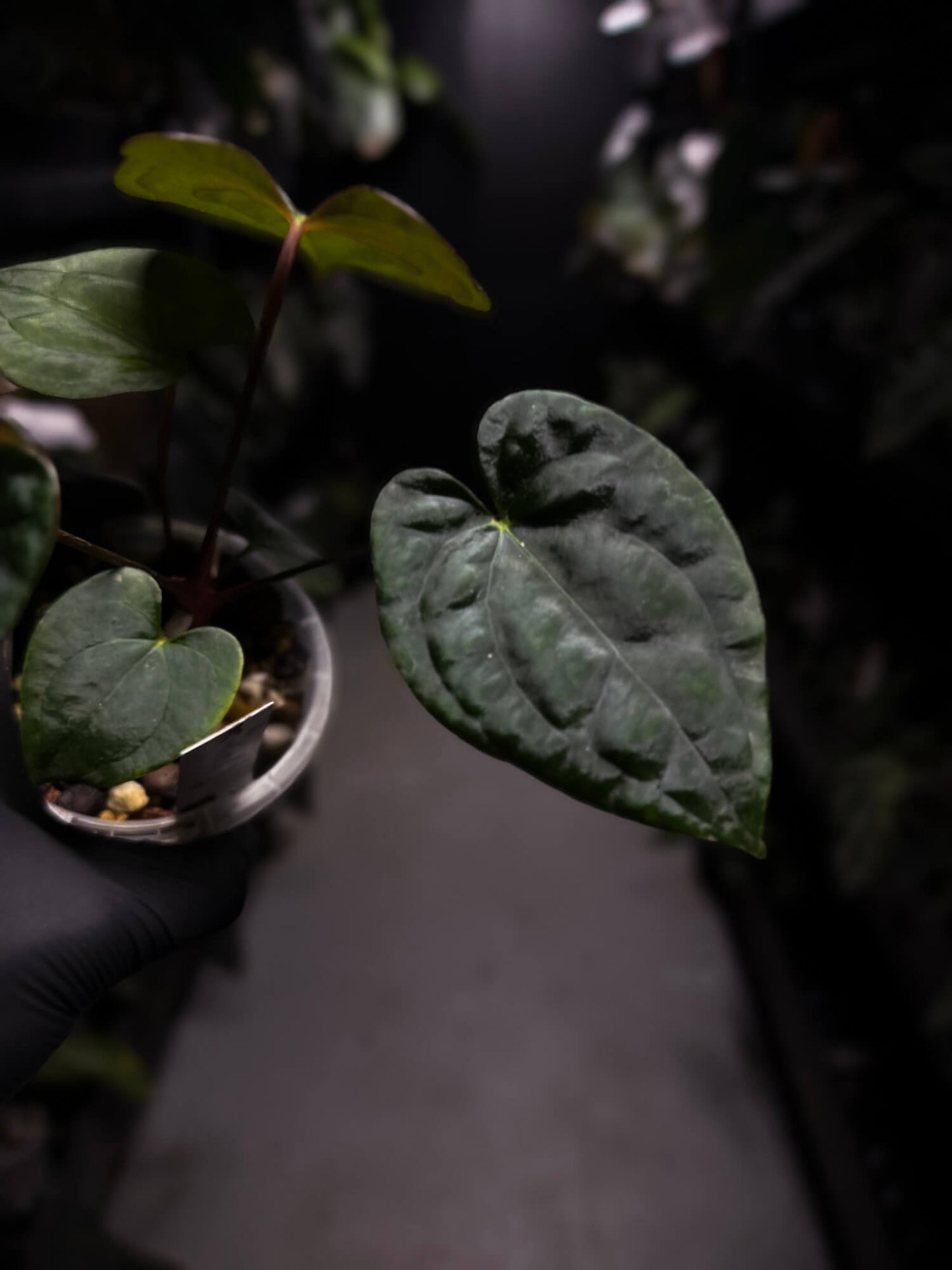 Anthurium 'Dark Phoenix' x 'RVDP'