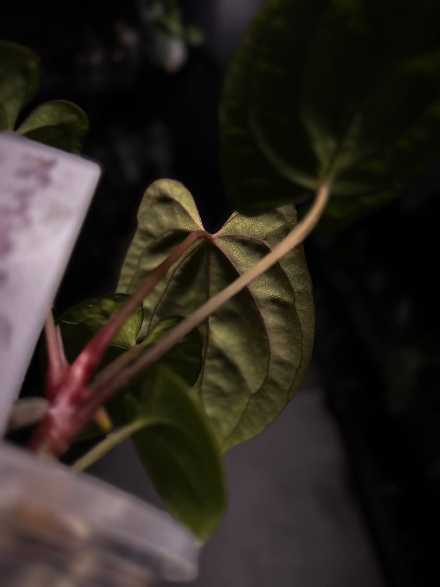 Anthurium 'Dark Phoenix' x 'RVDP'