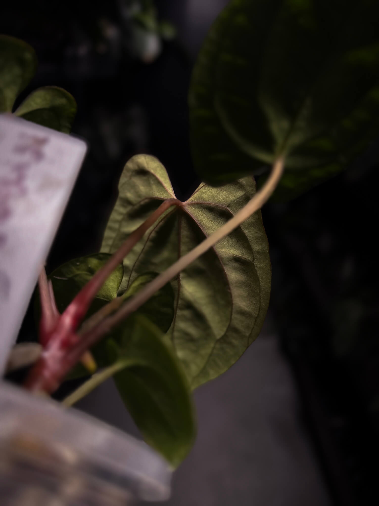 Anthurium 'Dark Phoenix' x 'RVDP'