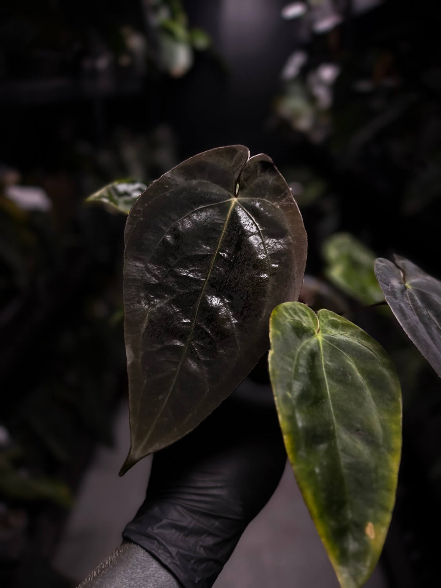 Anthurium #BlackCherry f2 purple