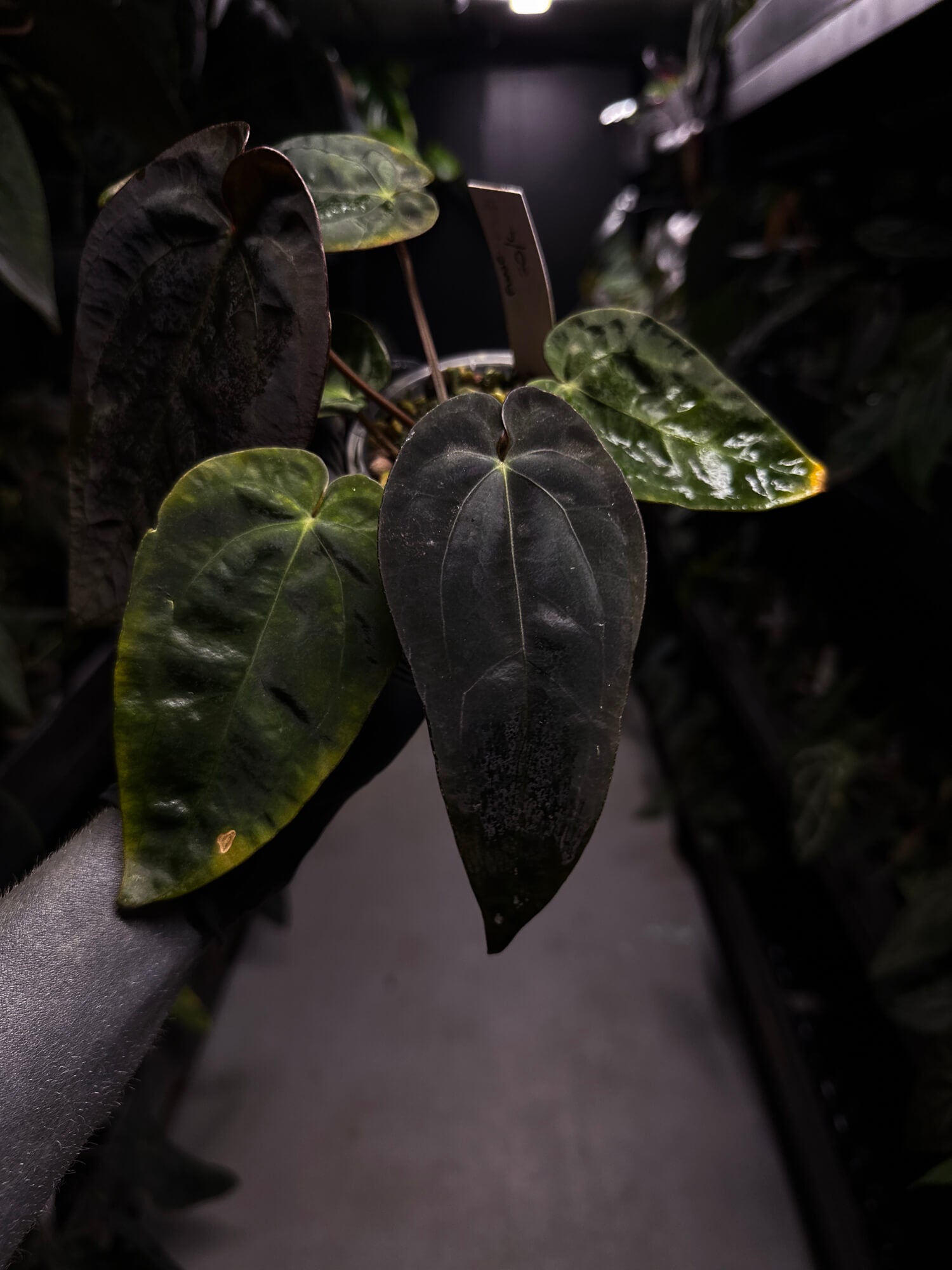 Anthurium #BlackCherry f2 purple