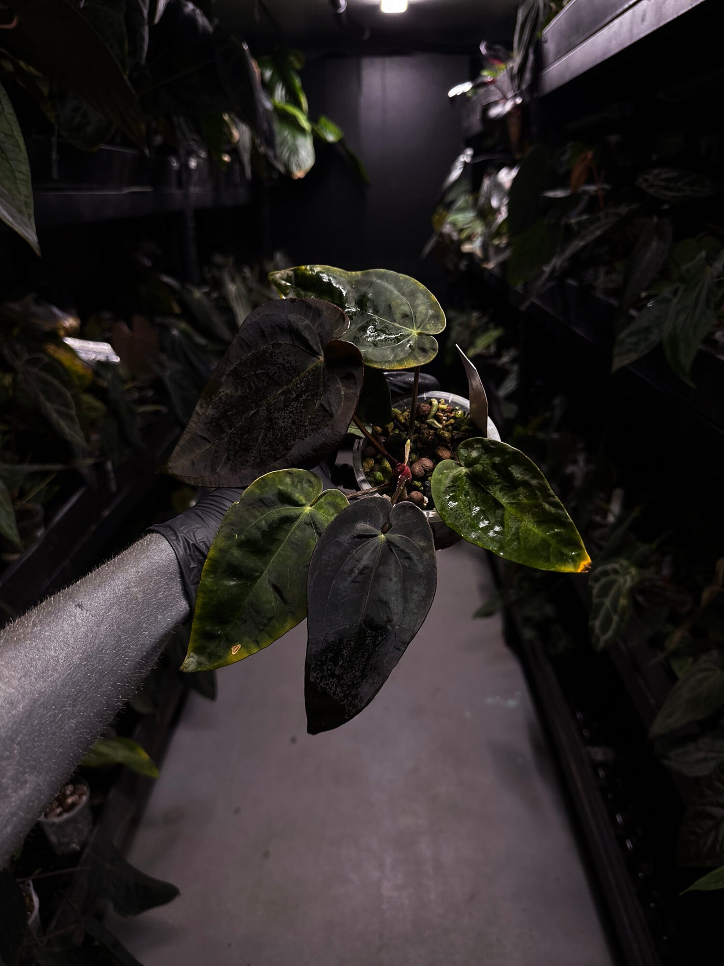 Anthurium #BlackCherry f2 purple