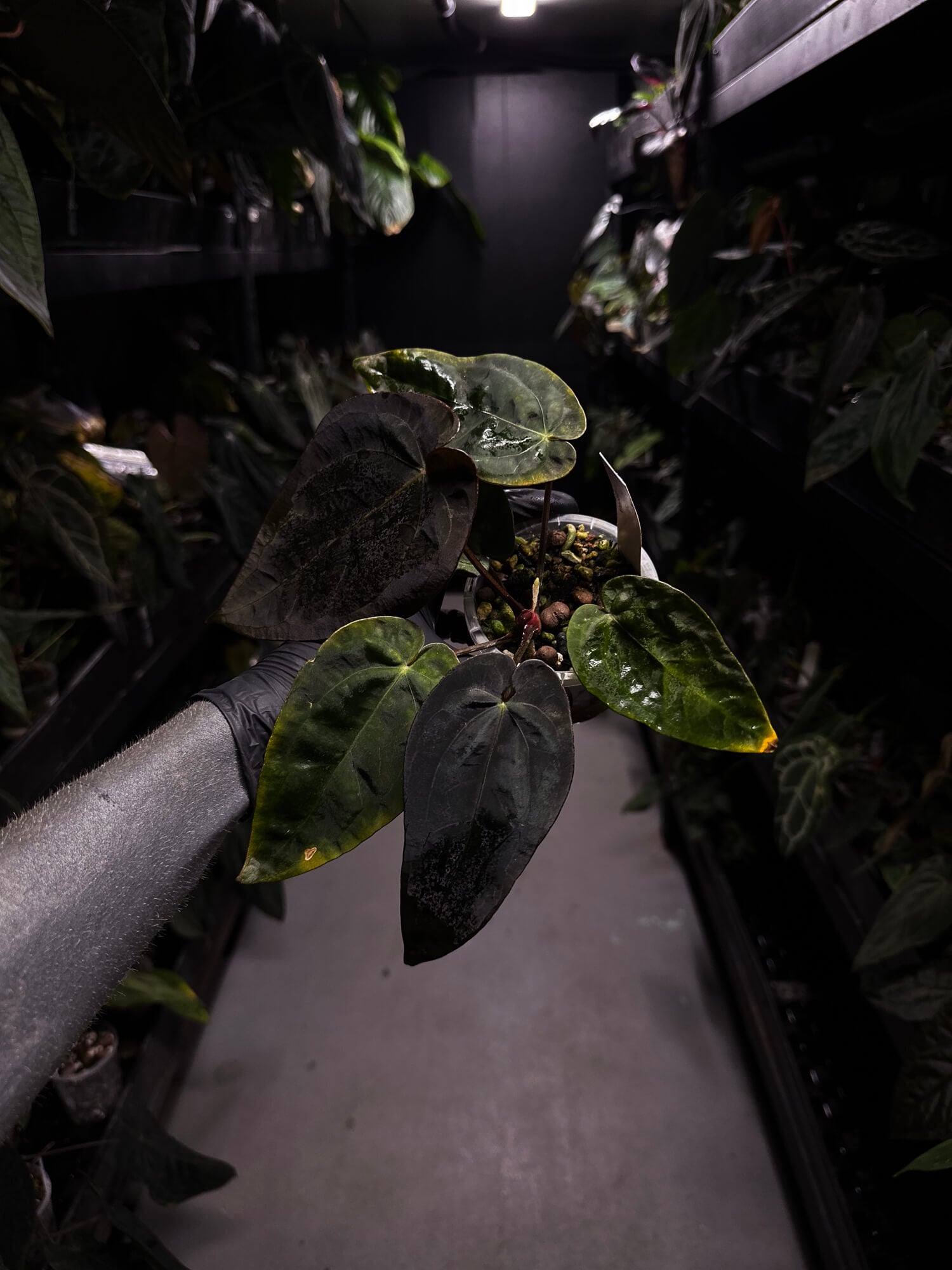 Anthurium #BlackCherry f2 purple