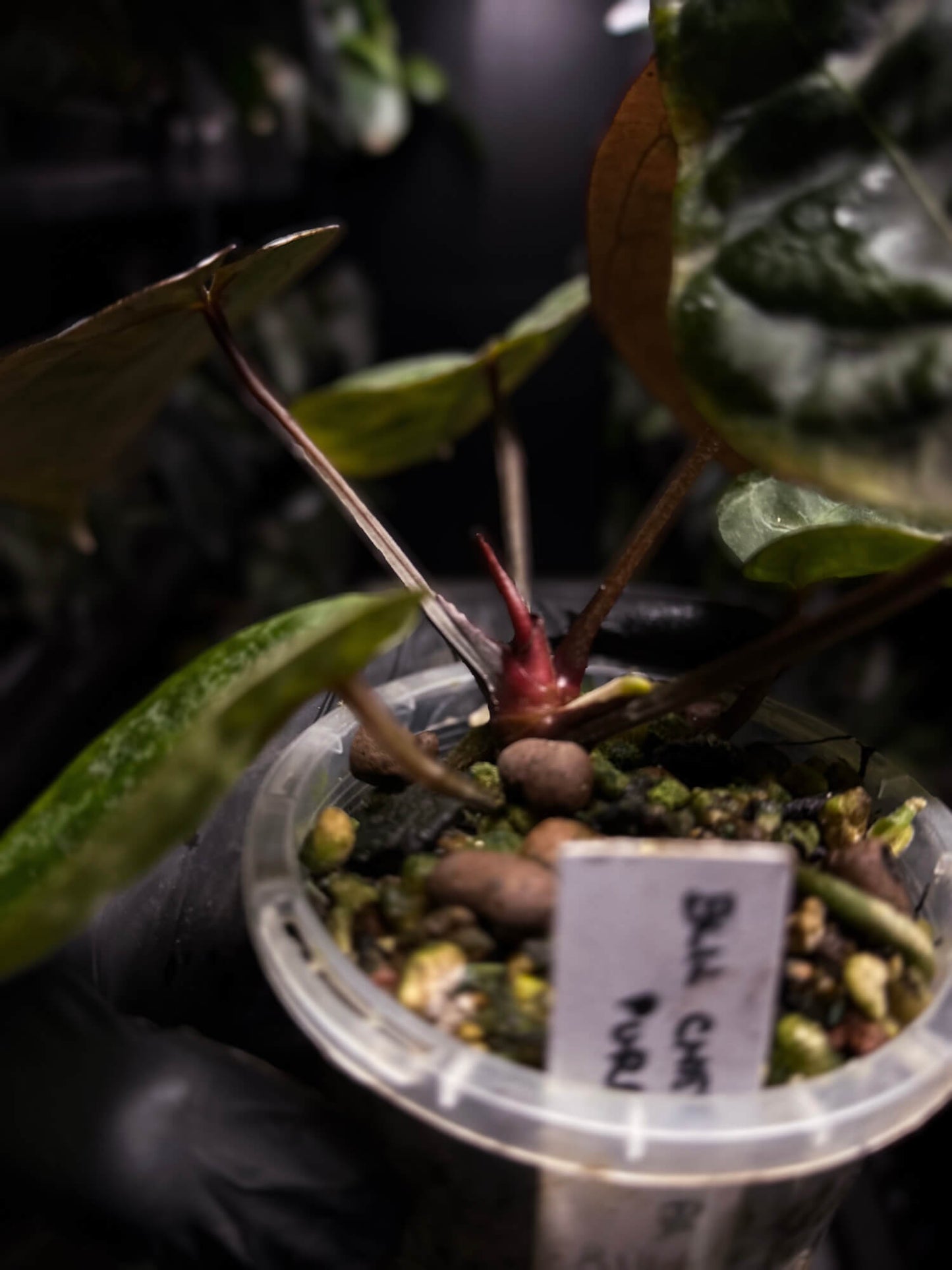 Anthurium #BlackCherry f2 purple