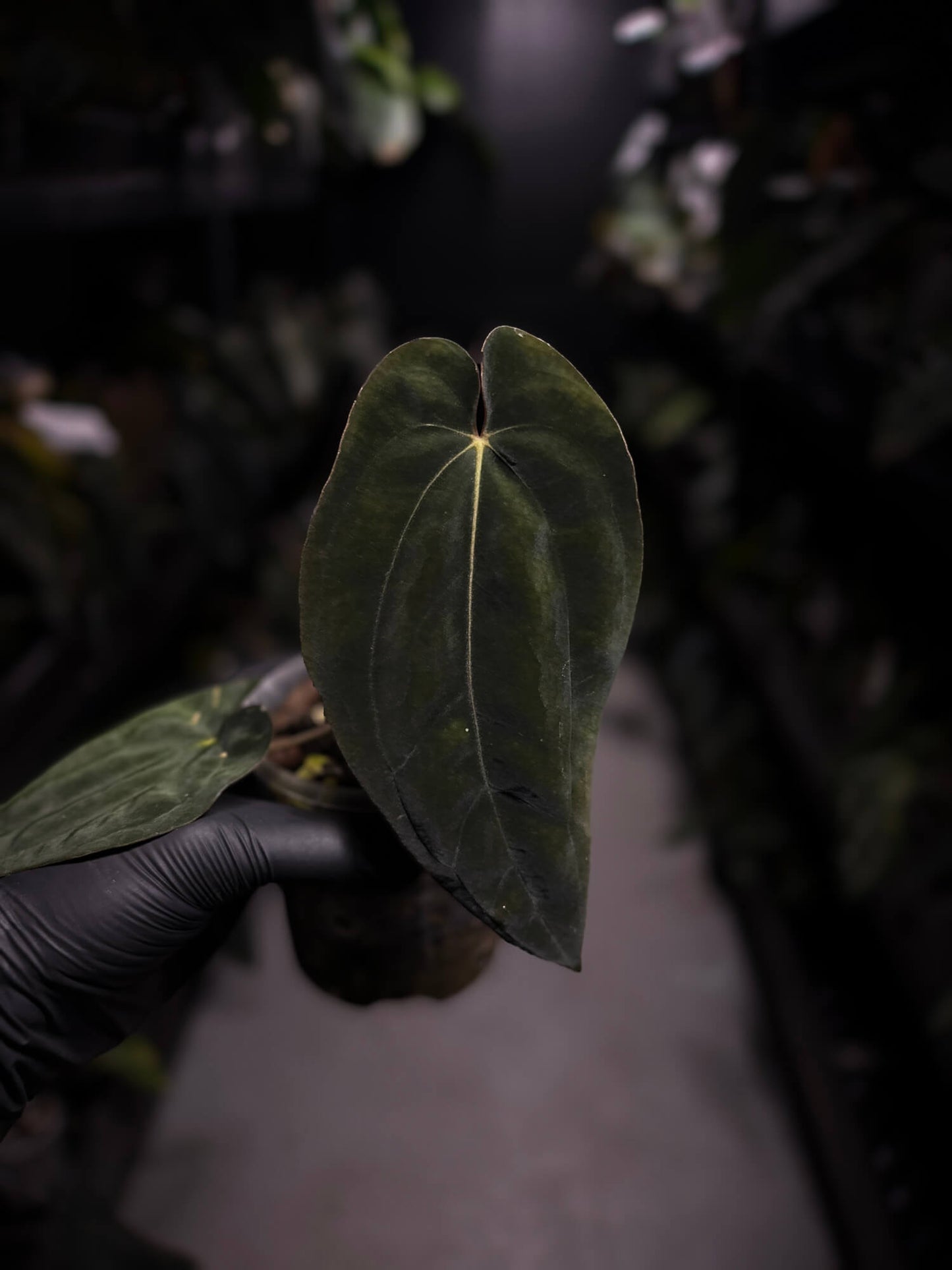Anthurium antolakii / 'BVEP' f2