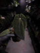 Anthurium antolakii / 'BVEP' f2