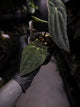 Anthurium antolakii / 'BVEP' f2