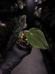 Anthurium antolakii / 'BVEP' f2