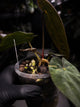 Anthurium antolakii / 'BVEP' f2