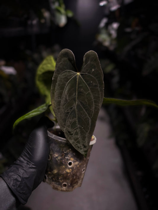 Anthurium dressleri x papillilaminum 'Red'
