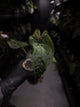 Anthurium dressleri x papillilaminum 'Red'