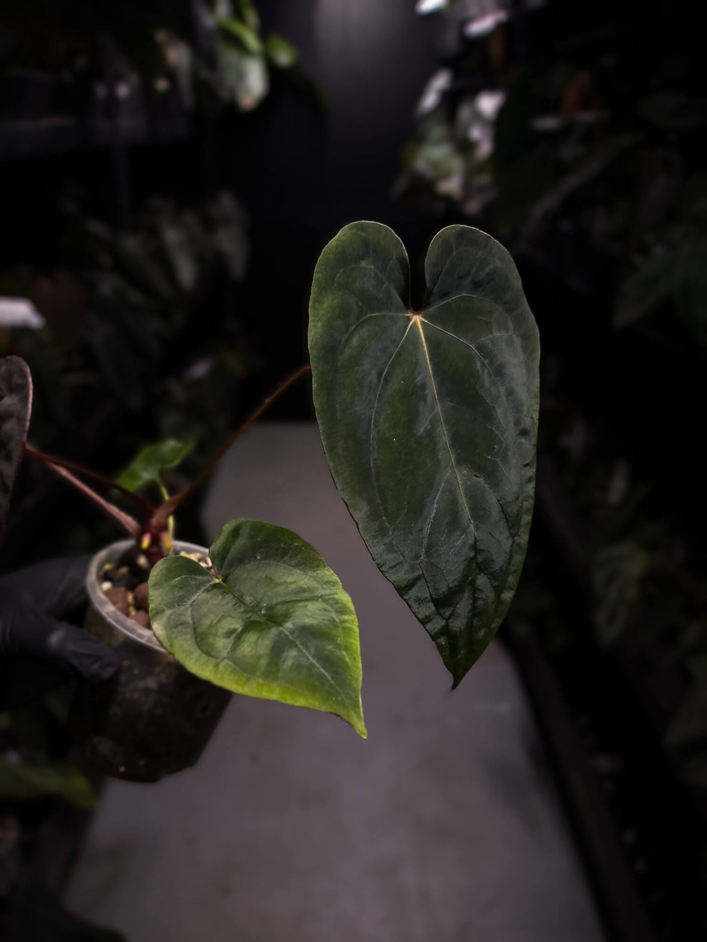 Anthurium dressleri x papillilaminum 'Red'