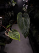 Anthurium dressleri x papillilaminum 'Red'