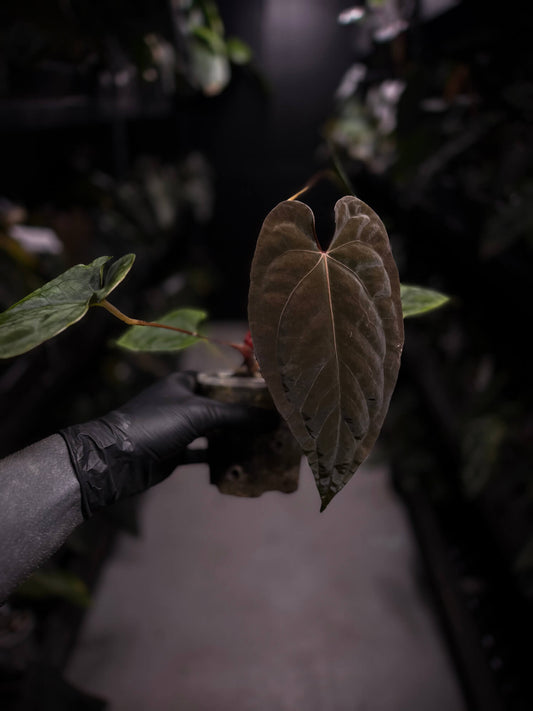 Anthurium dressleri x papillilaminum 'Red'