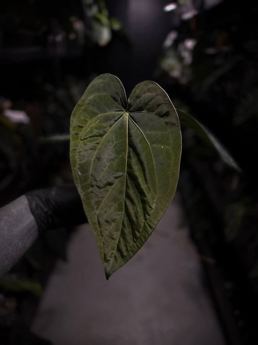 anthurium (dressleri 'RG' f2 x carlablackiae) x kunayalense 'RA7'