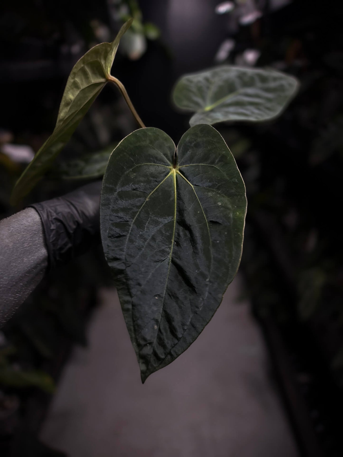 anthurium (dressleri 'RG' f2 x carlablackiae) x kunayalense 'RA7'