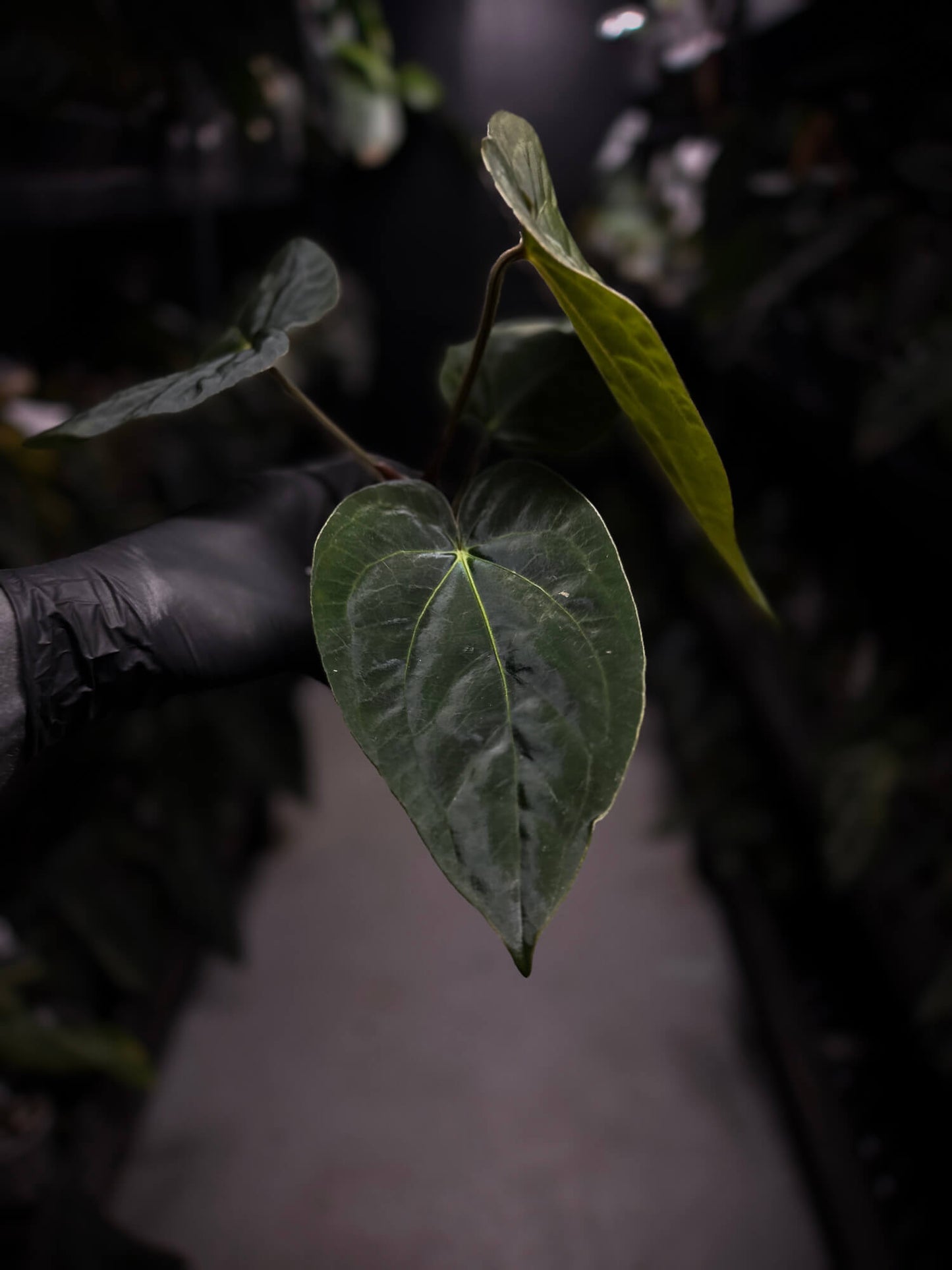 anthurium (dressleri 'RG' f2 x carlablackiae) x kunayalense 'RA7'