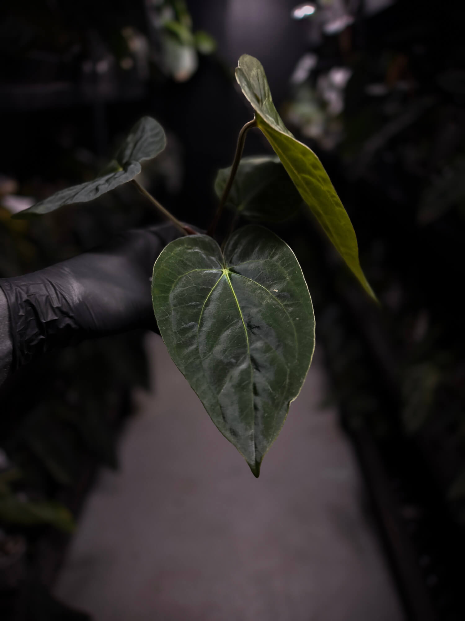anthurium (dressleri 'RG' f2 x carlablackiae) x kunayalense 'RA7'