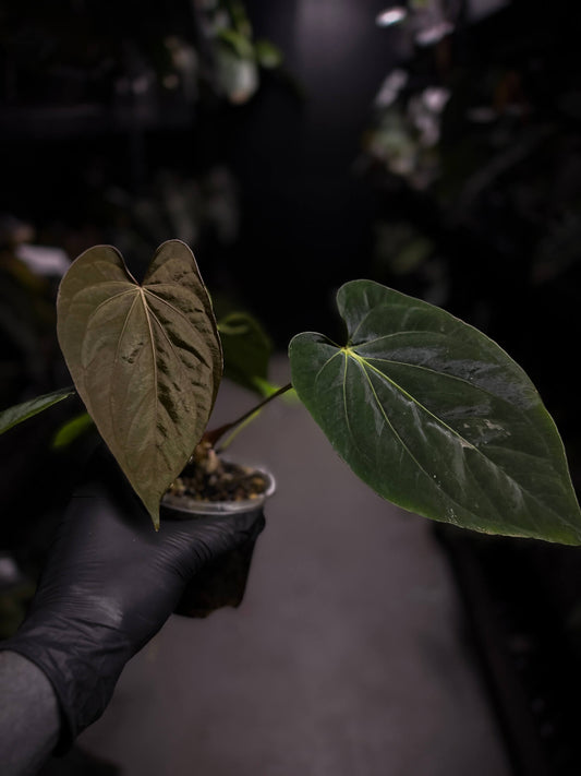 Anthurium (dressleri 'RG' f2 x carlablackiae) x kunayalense 'RA7'