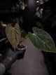 Anthurium (dressleri 'RG' f2 x carlablackiae) x kunayalense 'RA7'