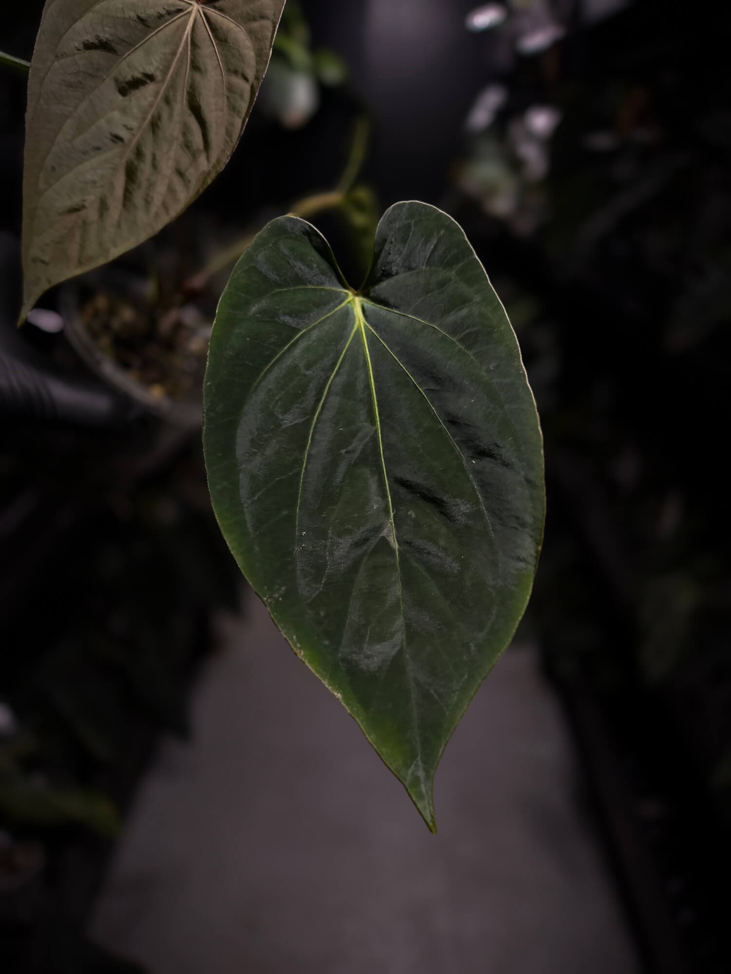 Anthurium (dressleri 'RG' f2 x carlablackiae) x kunayalense 'RA7'