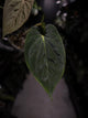 Anthurium (dressleri 'RG' f2 x carlablackiae) x kunayalense 'RA7'