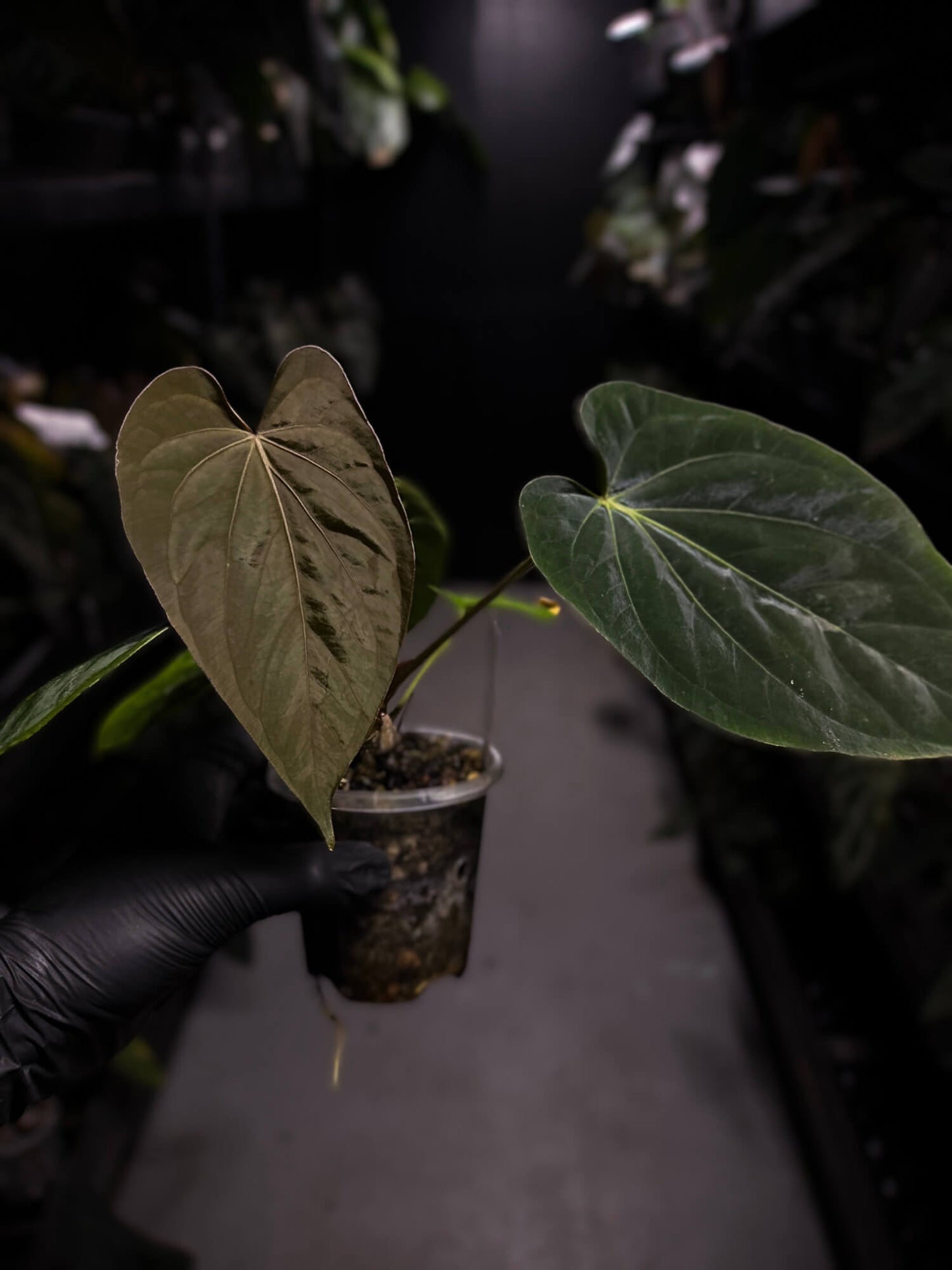 Anthurium (dressleri 'RG' f2 x carlablackiae) x kunayalense 'RA7'
