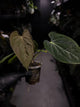 Anthurium (dressleri 'RG' f2 x carlablackiae) x kunayalense 'RA7'