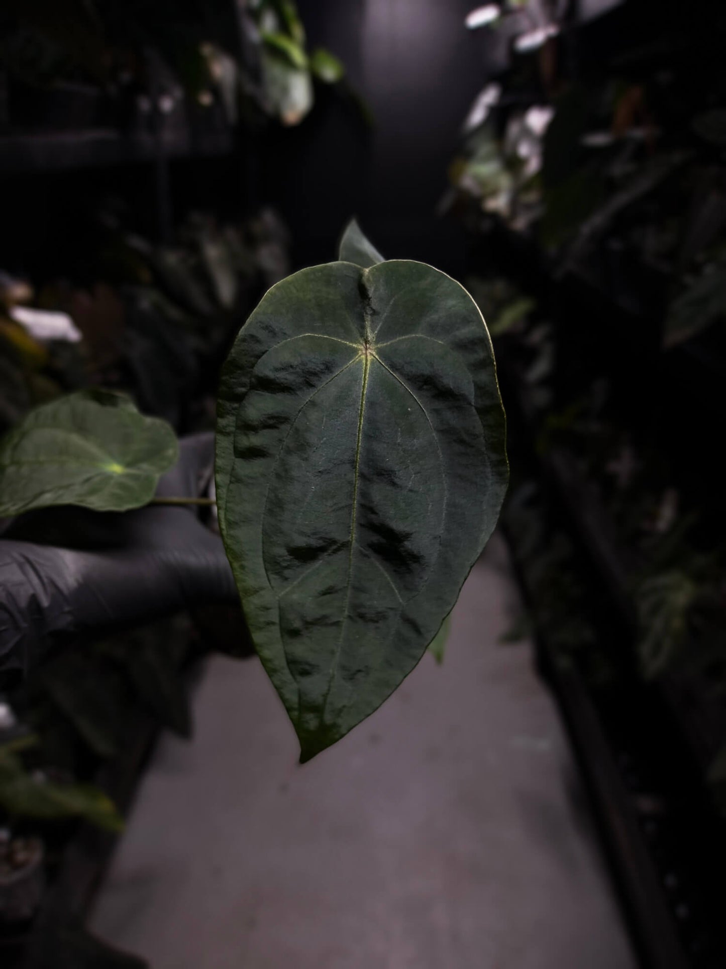 Anthurium forgetii x antolakii / 'BVEP'