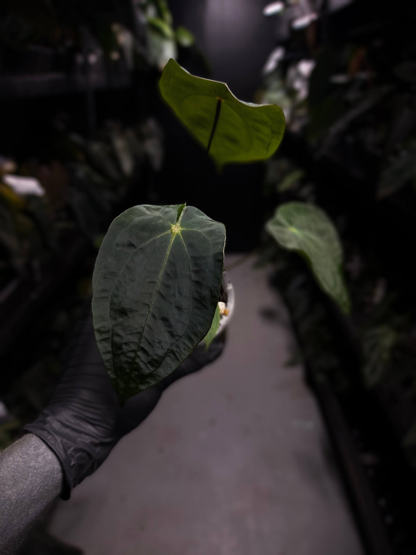 Anthurium forgetii x antolakii / 'BVEP'