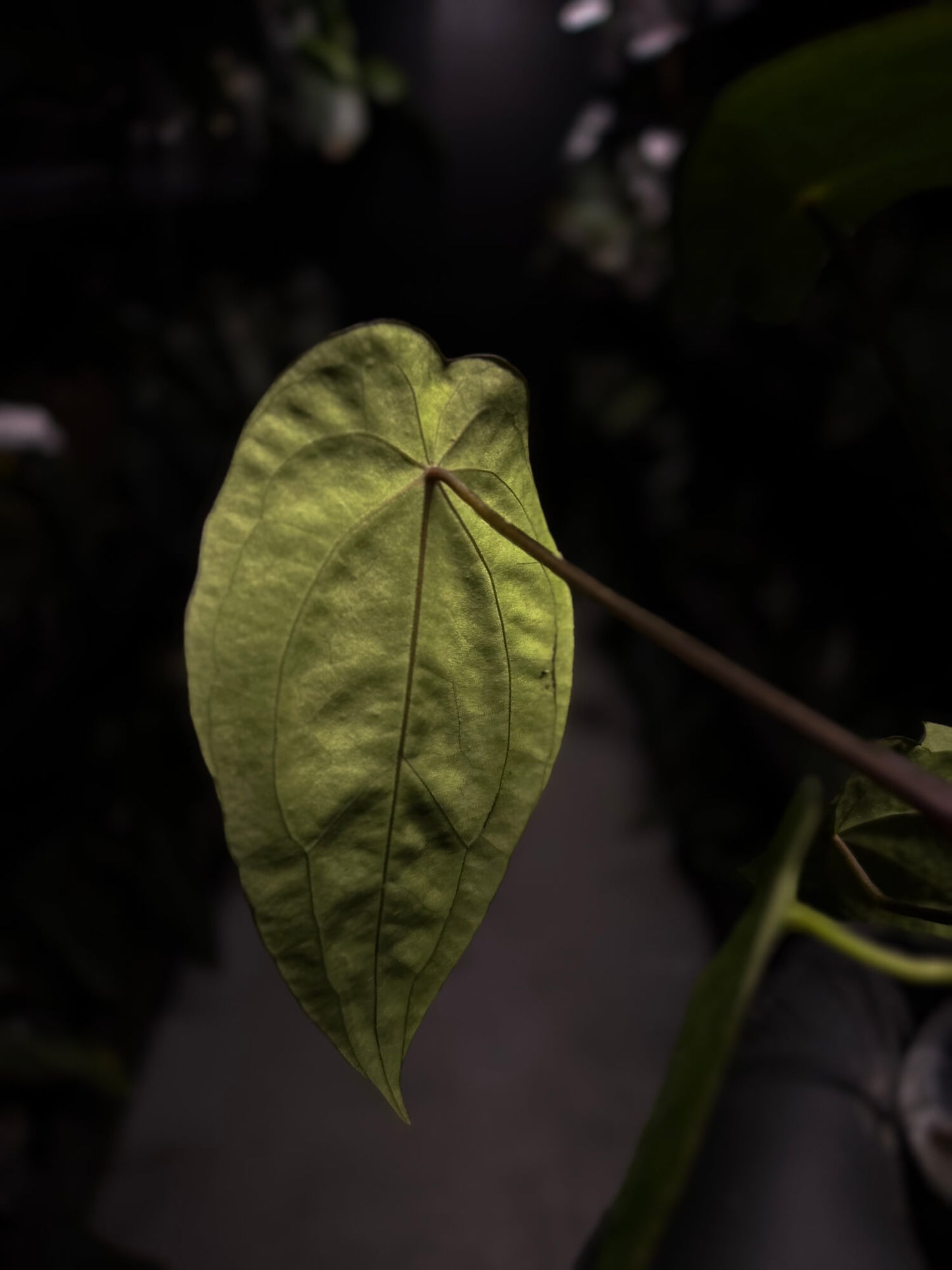 Anthurium forgetii x antolakii / 'BVEP'