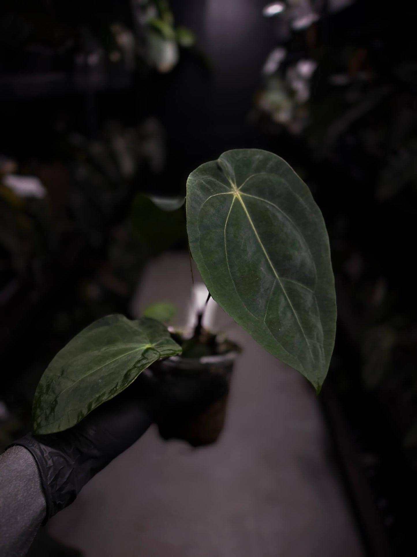 Anthurium forgetii x antolakii / 'BVEP'