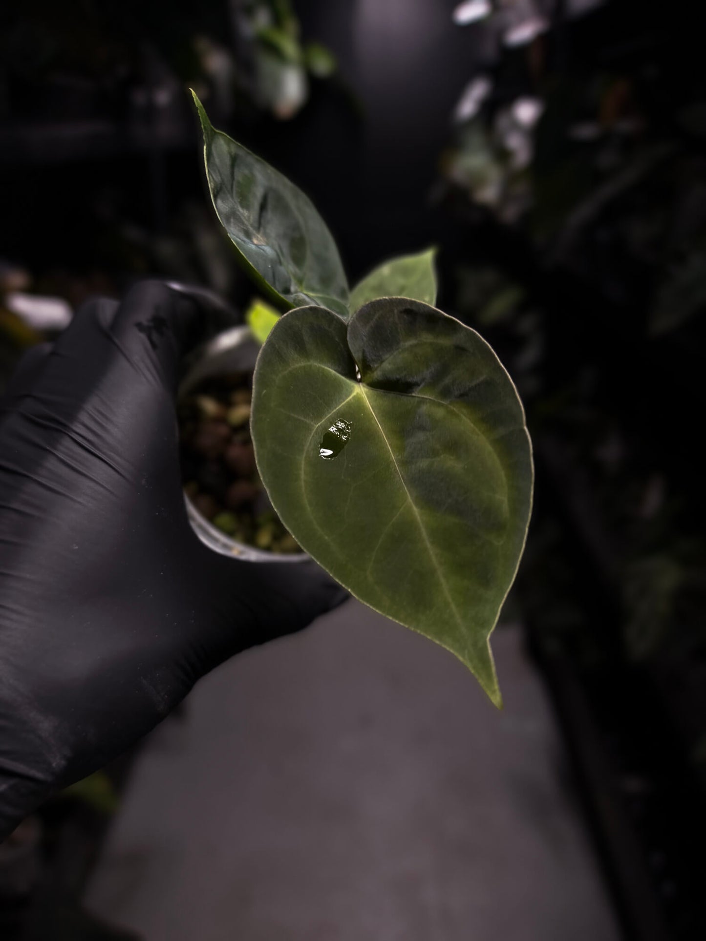 Anthurium 'Waddle Noid' x papillilaminum 'TPP1'
